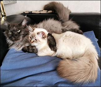 Lucifer och Freja, 2020-04-05. Lucifer och Freja, 2020-04-05.