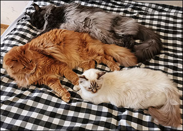 Lucifer, Hell och Freja, 2020-05-18. Lucifer, Hell och Freja, 2020-05-18.