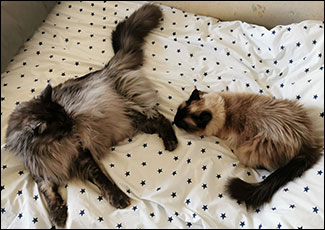 Lucifer och Plutten, 2020-06-21. Lucifer och Plutten, 2020-06-21.