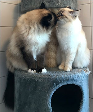 Plutten och Freja, puss på dig, 2020-10-11. Plutten och Freja, puss på dig, 2020-10-11.