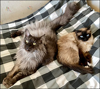 Lucifer och Plutten, 2021-06-10. Lucifer och Plutten, 2021-06-10.