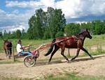 Min syster Britt-Maries man Bertil, är ute på en träningsrunda med hästen Kuta i Munkfors, Värmland.